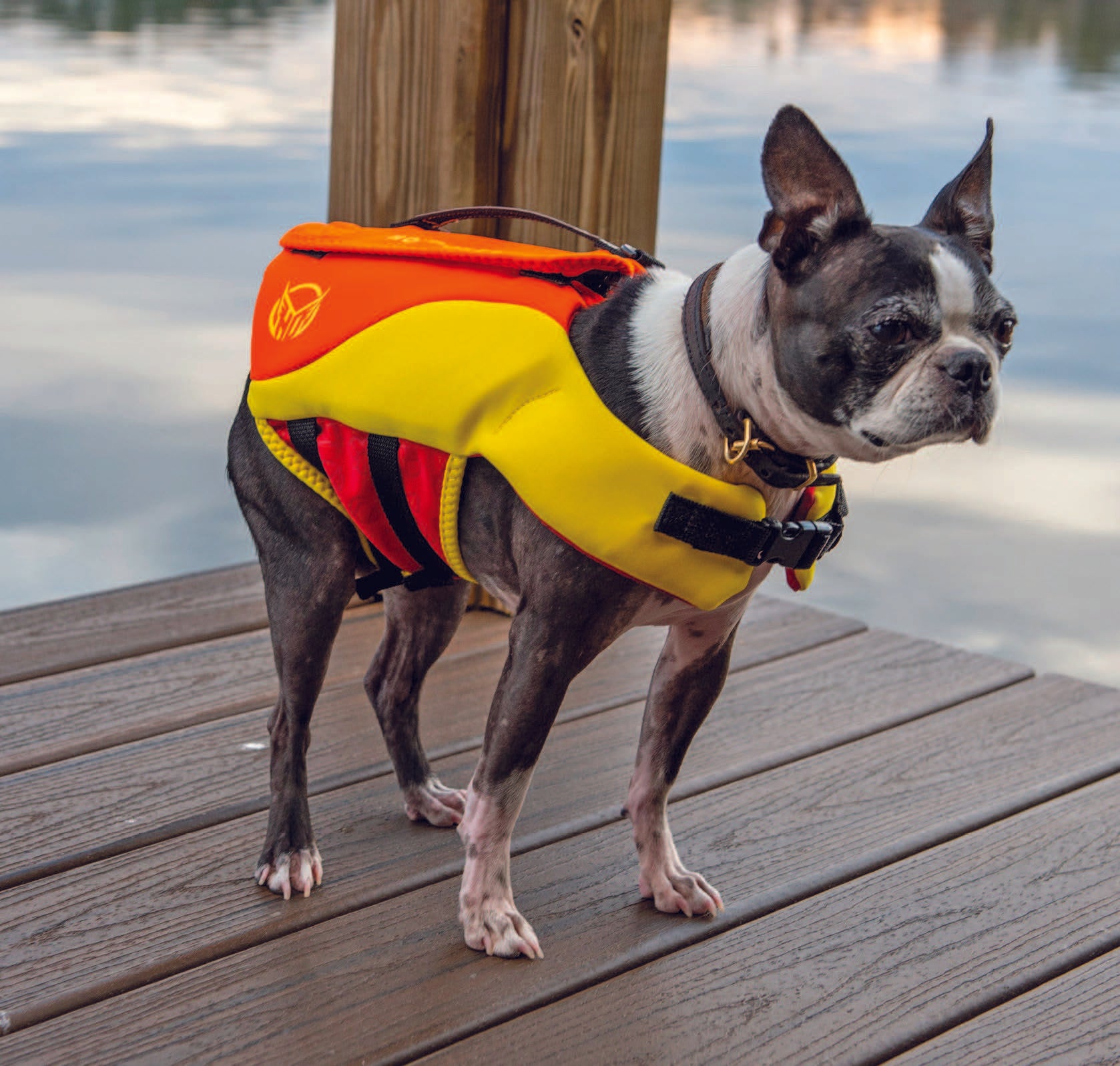 Boston terrier life jacket best sale